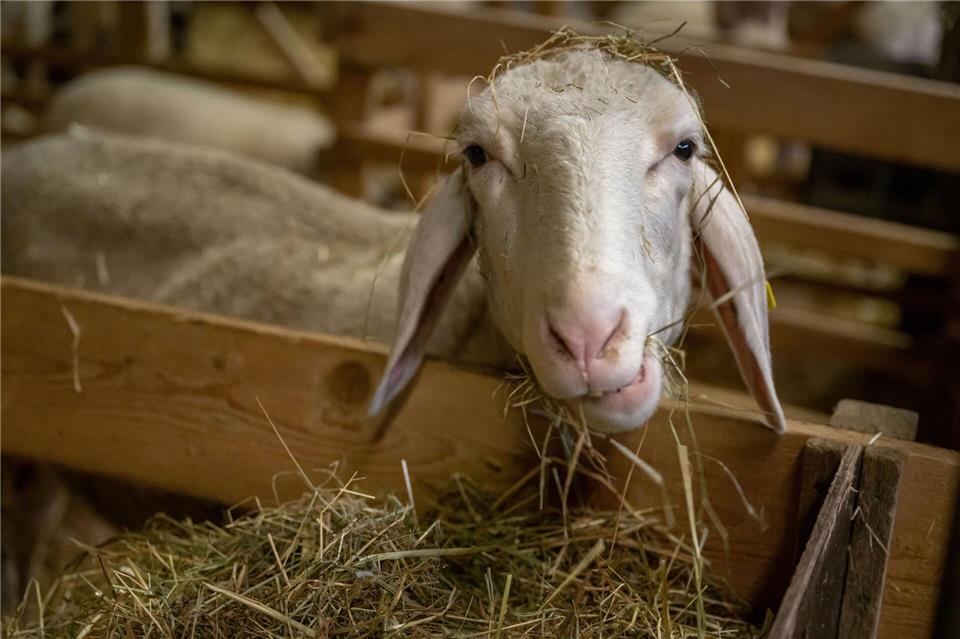 Die Schafhalter in Bayern sind auf staatliche Unterstützung angewiesen. (Archivbild)Peter Kneffel/dpa