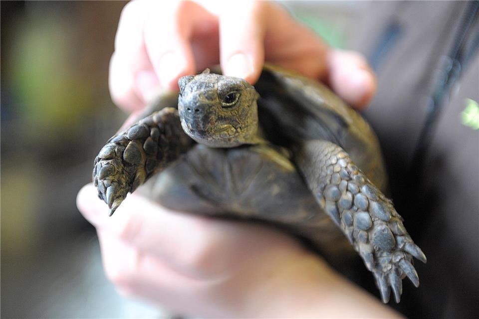 Die Schildkröte konnte schnell in die Obhut ihres Besitzers zurückkehren. (Symbolbild)Dominique Leppin/dpa