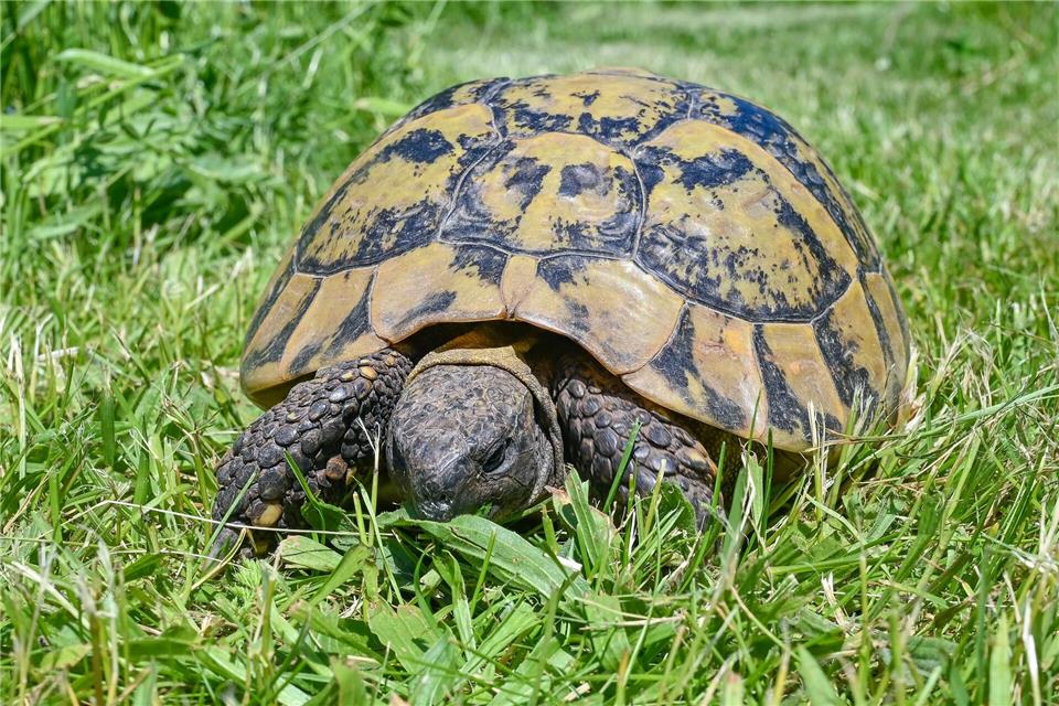 Die Schildkröte war lange vermisst. (Symbolbild)Patrick Pleul/dpa-Zentralbild/ZB