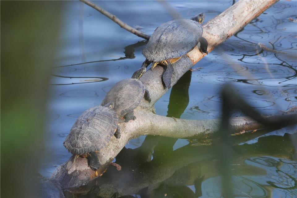 Die Schildkröten sonnen sich bei wärmeren Frühlingstemperaturen. (Archivbild)Thomas Frey/dpa