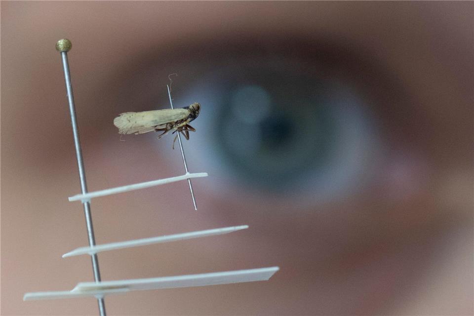 Die Schilf-Glasflügelzikade macht den Kartoffelbauern große Sorgen - ein regulär zugelassenes Mittel gegen den Schädling gibt es noch nicht in Deutschland. (Archivbild)Boris Roessler/dpa