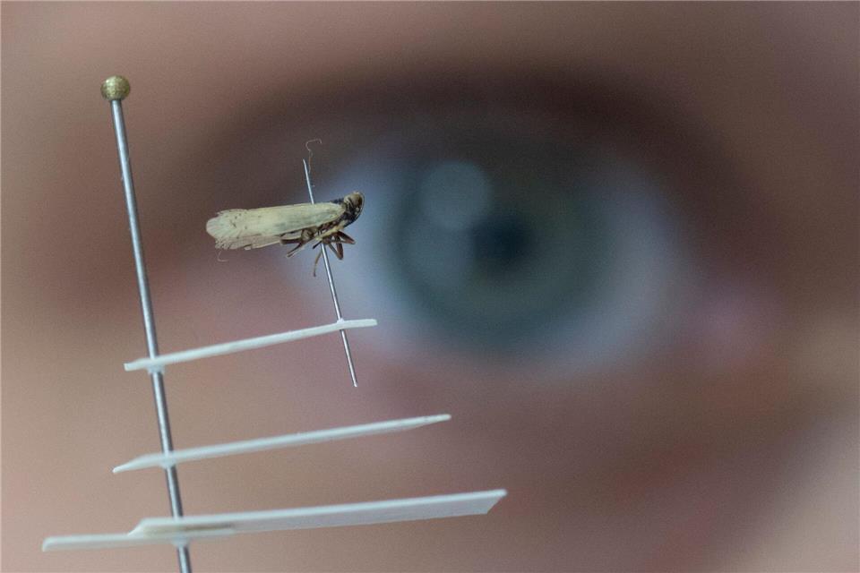 Die Schilf-Glasflügelzikade überträgt Krankheiten auf Kartoffeln und Zuckerrüben. (Archivbild)Boris Roessler/dpa