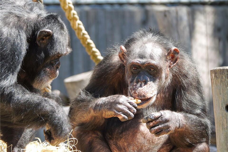 Die Schimpansen Bally (l) und Limbo (r) haben den verheerenden Brand im Affenhaus vor knapp sechs Jahren überlebt - nun bekommen sie ein neues Gehege.---/Zoo Krefeld/dpa