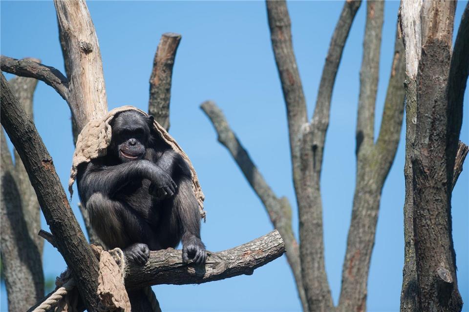Die Schimpansen im Magdeburger Zoo erhalten ein zweites Außengehege. (Archivbild)Klaus-Dietmar Gabbert/dpa-Zentralbild/dpa