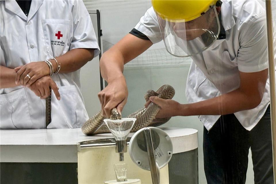 Die Schlangen-Handler gehen sehr routiniert, aber auch vorsichtig vor.Carola Frentzen/dpa