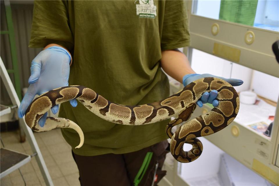 Die Schlangen gelten als friedlich.-/Auffangstation für Reptilien, München e.V./dpa
