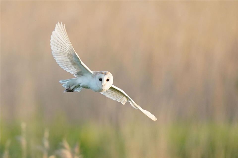 Fast die Hälfte der Brutvogelarten auf der Roten Liste Die Schleiereule ist in Berlin laut der neuen Roten Liste ausgestorben. (Archivbild)James Manning/Press Association/dpa