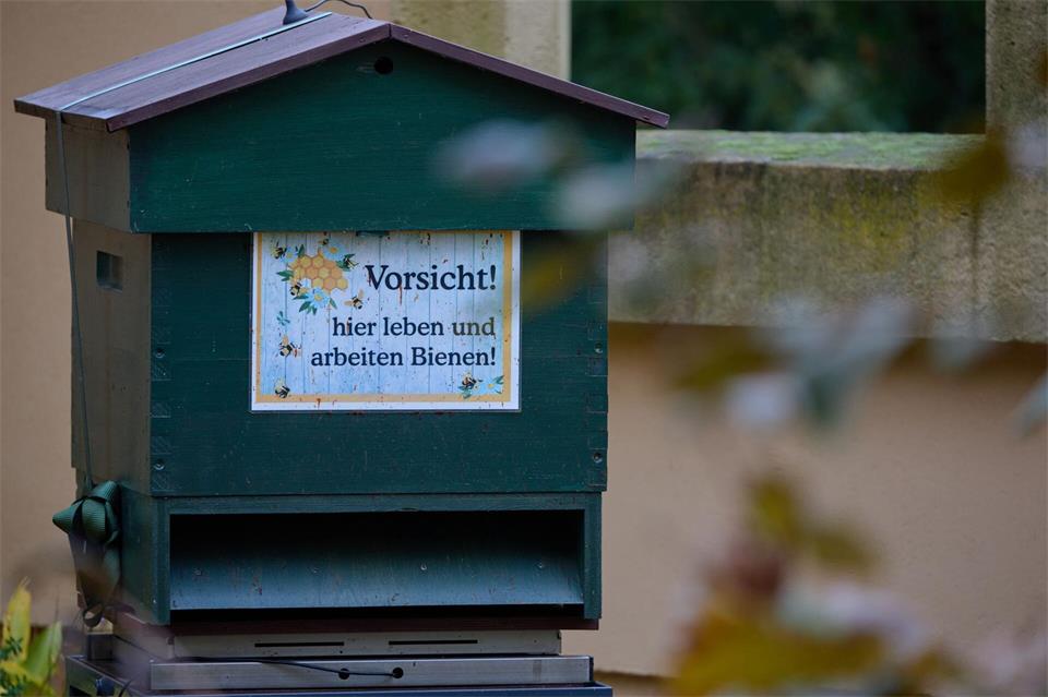 Die Schlossbienen könnten möglicherweise die alte Hängebuche retten.Jens Büttner/dpa
