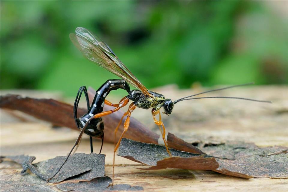 Die Schlupfwespen-Larve frisst die Holzwespen-Larve auf.Matej Schwarz/Senckenberg Gesellschaft für Naturforschung /dpa