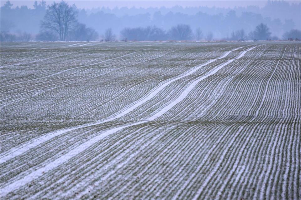 Die Schneedecke war laut dem Bauernverband wichtig, um die Pflanzen vor Frost zu schützen und Schäden zu verhindern. (Symbolbild) Patrick Pleul/dpa