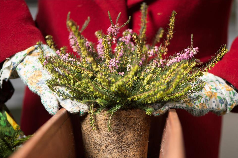 Die Schneeheide kann als blühende Topfpflanze im Winter Tische oder Fensterbänke schmückenFranziska Gabbert/dpa-tmn