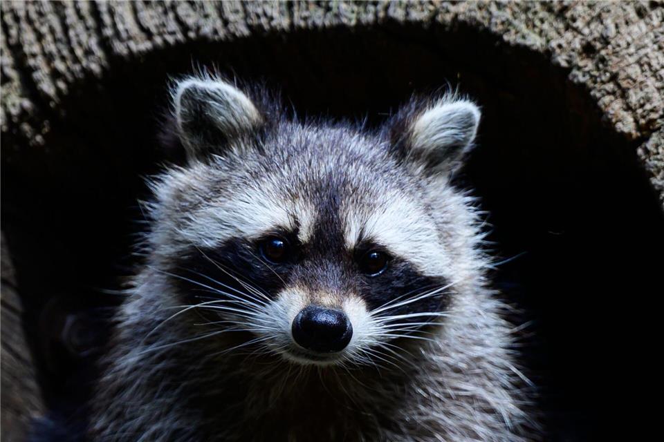 Die Schonzeit für Waschbären in Hessen soll fallen. (Archivbild)Philipp Schulze/dpa