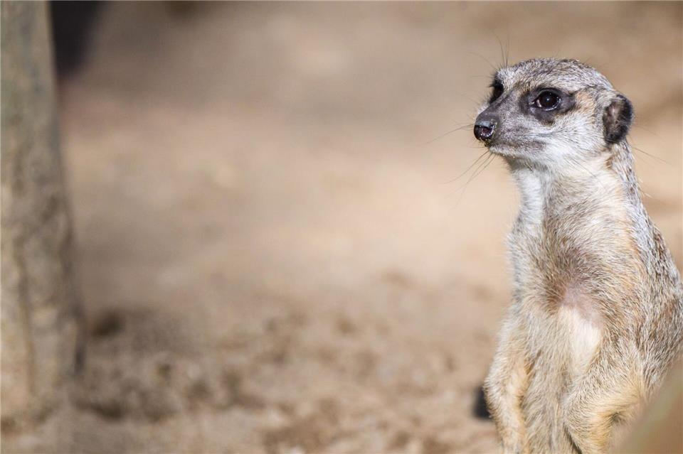 Die Schüler einer Grundschule suchen ihr Erdmännchen-Kuscheltier. (Archivbild)Julian Stratenschulte/dpa