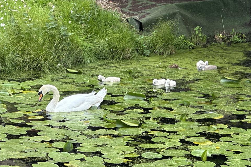 Die Schwanenfamilie auf dem Schlossteich in Raesfeld