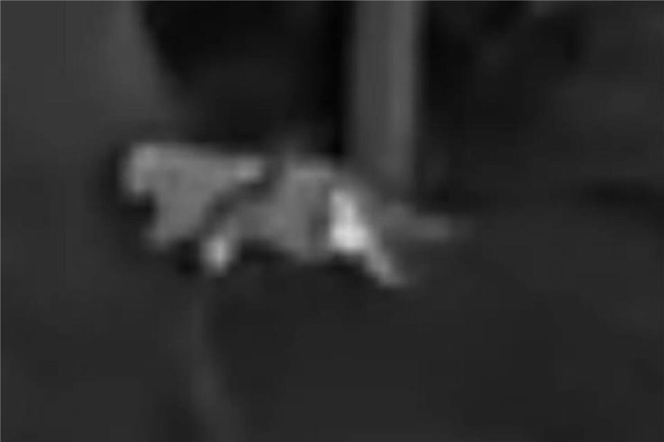 Die Schwarz-Weiß-Aufnahmen des Jägers zeigen die vermeintliche Großkatze.Privat/VG Altenahr/dpa