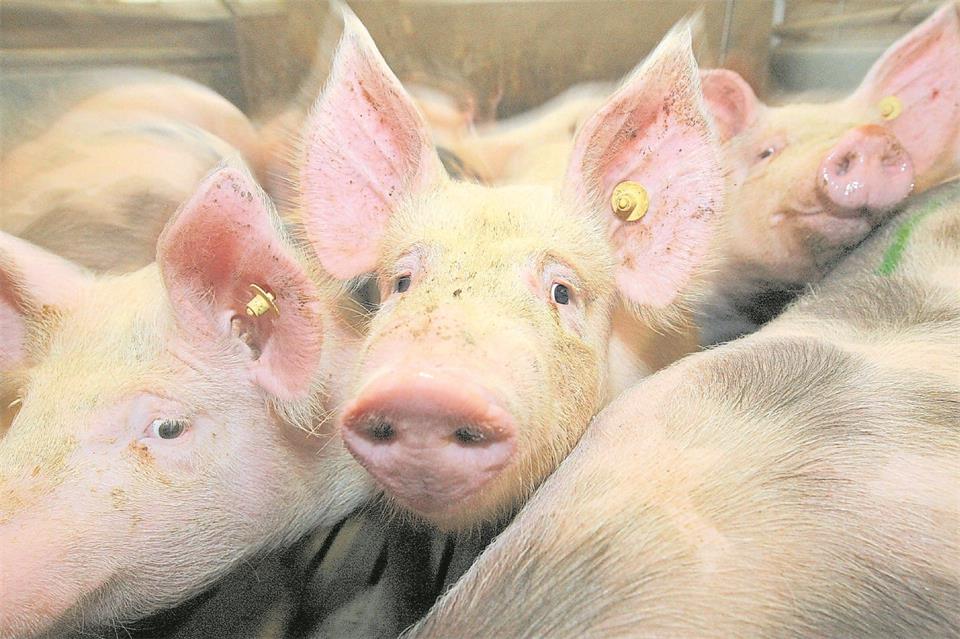 Die Schweinehaltung im Westmünsterland steckt in einer existenziellen Krise.