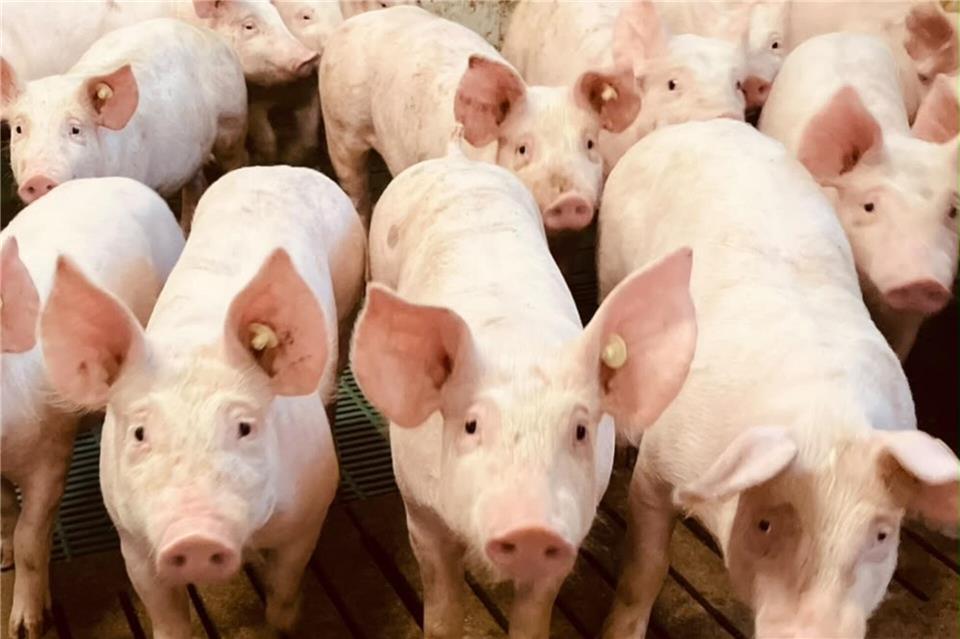 Die Schweinehaltung ist angesichts der aktuell vergleichsweise niedrigen Preise unter wirtschaftlichen Druck geraten, so die Landwirte.