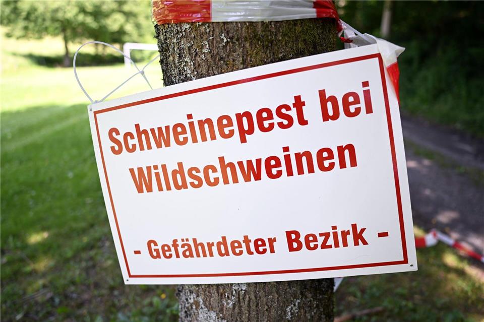 Die Schweinepest ist seit Wochen zurück in der Uckermark an der Grenze zu Polen. (Symbolbild)Federico Gambarini/dpa
