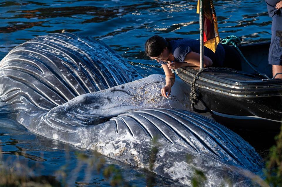 Die Sektion ergab, dass sich das Tier in keinem guten Zustand befand. Unter anderem dürften ihm Abszesse das Schwimme erschwert haben. (Archivbild)Stefan Sauer/dpa