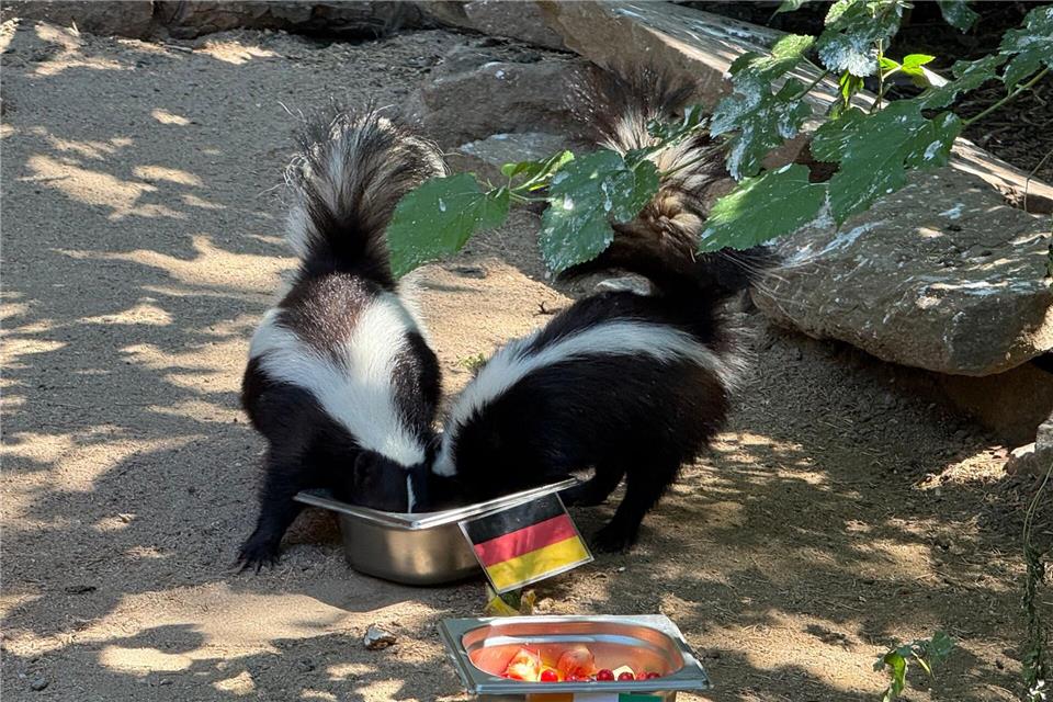 Die Skunks Yves und Prada haben beide Schnauzen im deutsch beflaggten Futternapf.Zoo Heidelberg/dpa