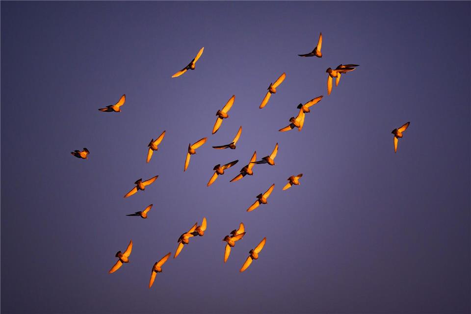 Die Sonne lädt zu Winterspaziergängen ein - dabei wird aber kalt. (Symbolbild)Patrick Pleul/dpa