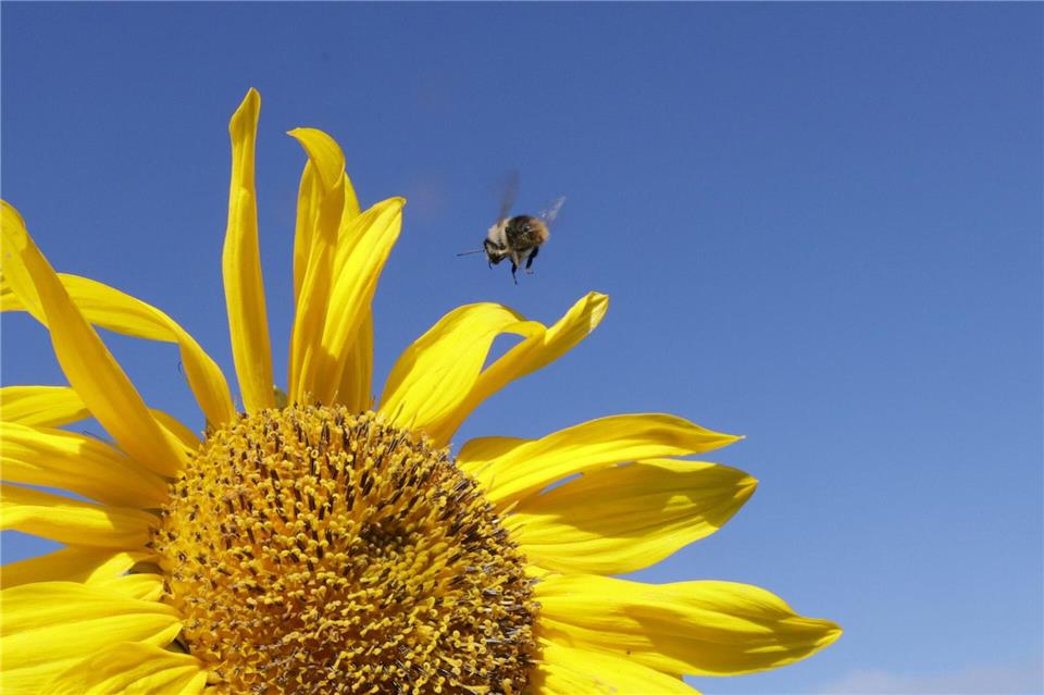 Die Sonne soll heute viel scheinen. (Archivbild)Thomas Warnack/dpa