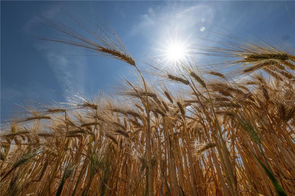 Die Sonne steht über einem Getreidefeld.Boris Roessler/dpa