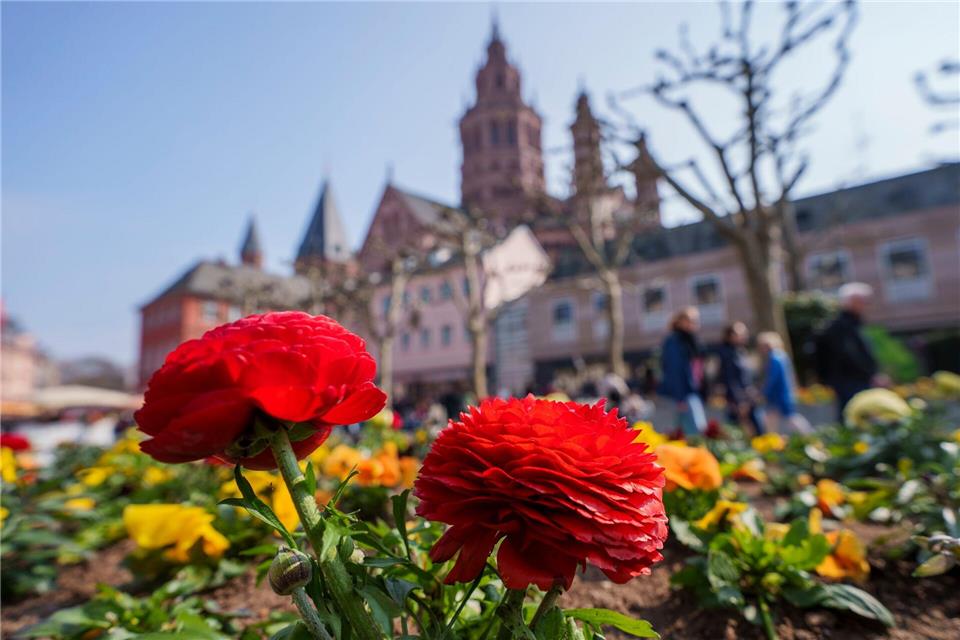 Die Sonne wird in den nächsten Tagen zur ständigen Begleiterin. (Symbolbild)Andreas Arnold/dpa
