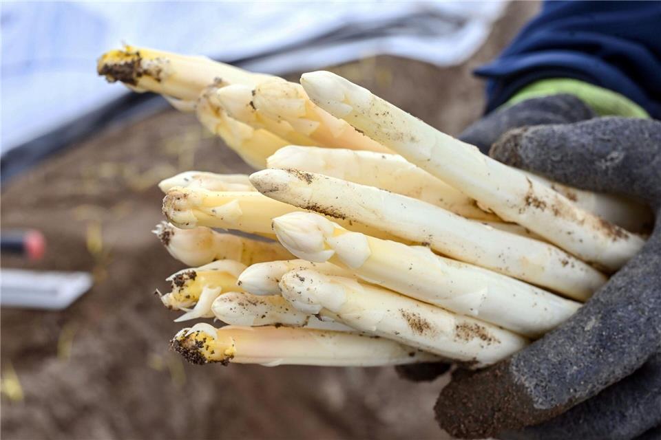 Die Spargel-Importe sind 2025 gesunken. (Archivbild)Uli Deck/dpa