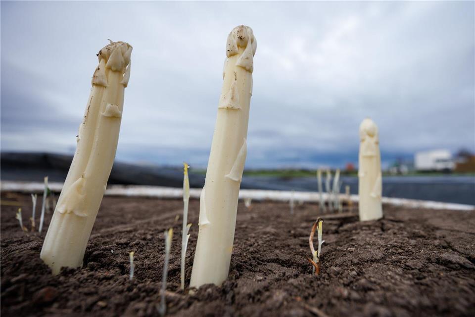 Die Spargelernte in Bayern fiel dieses Jahr deutlich magerer aus. (Archivbild)Daniel Karmann/dpa