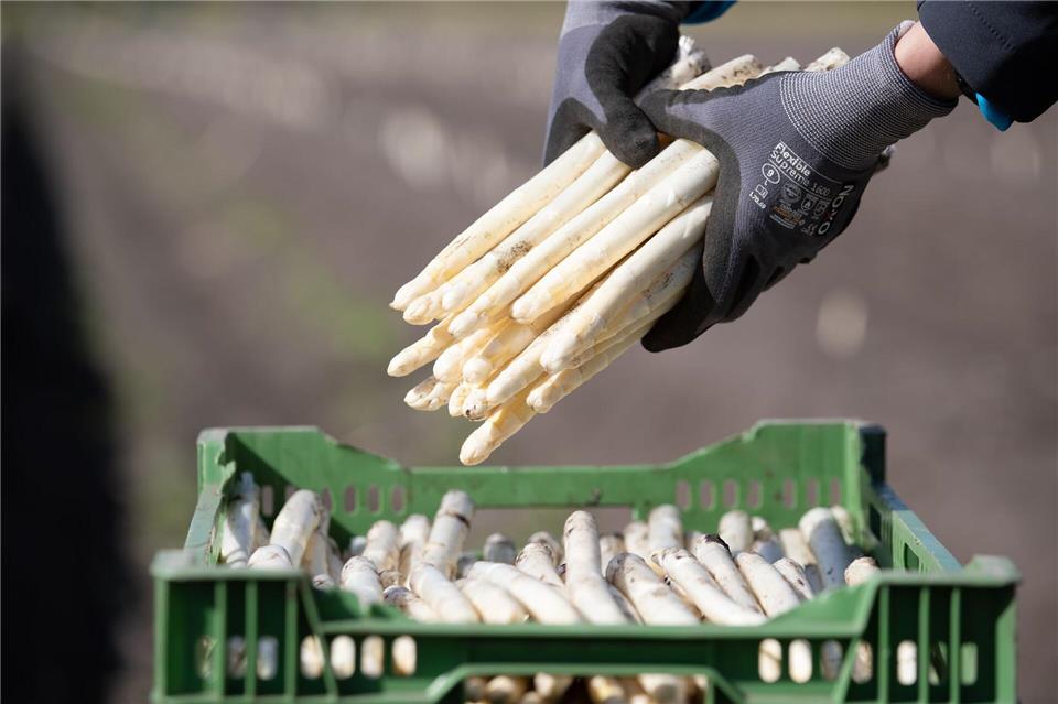 Die Spargelproduktion in Niedersachsen ist etwa um 5,4 Prozent im Vergleich zum Vorjahr gestiegen.Friso Gentsch/dpa