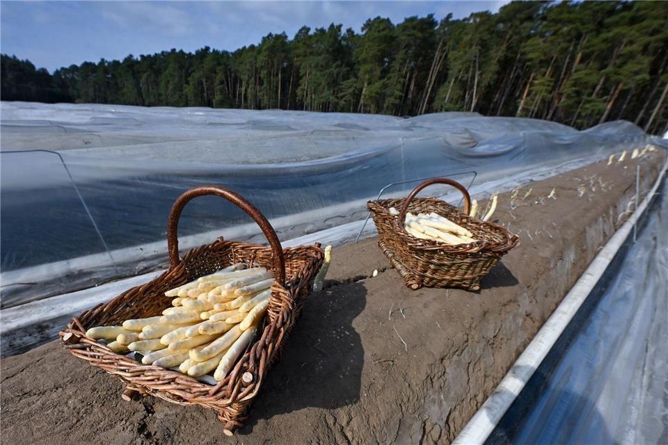 Die Spargelreihen sind üblicherweise mit Folien bedeckt - damit wird die Temperatur des Bodens und damit das Wachstum des Spargels gesteuert. Jens Kalaene/dpa