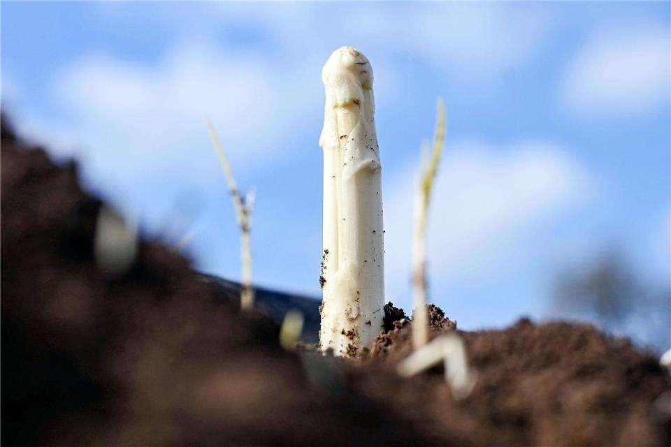 Die Spargelsaison hat begonnen - am Wochenende wurde in Teilen Badens der erste Spargel gestochen. (Archivbild)Uli Deck/dpa