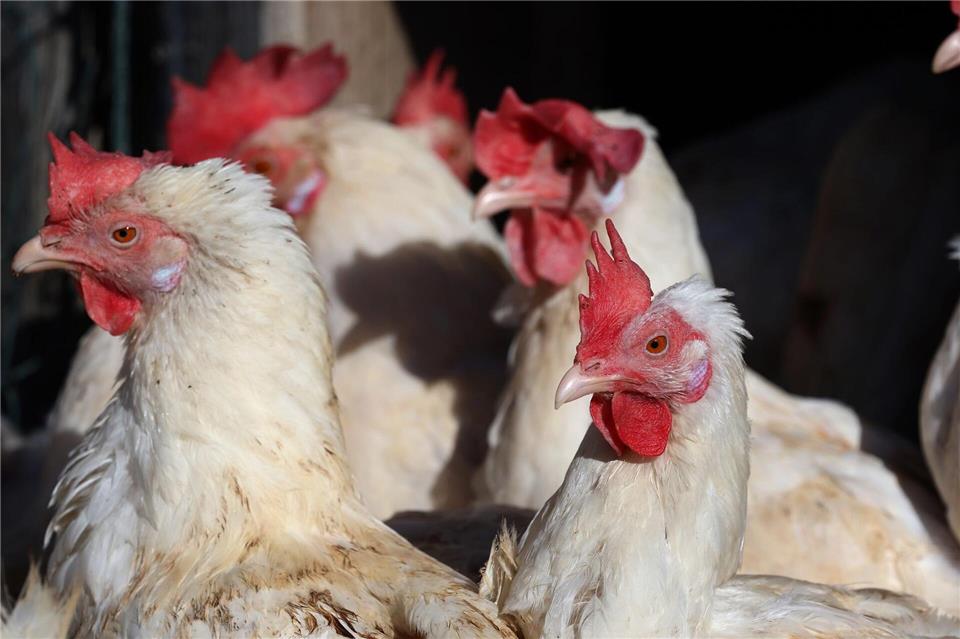 Die Stallpflicht für Geflügel ist im Harz erstmal Geschichte. (Symbolbild)Karl-Josef Hildenbrand/dpa