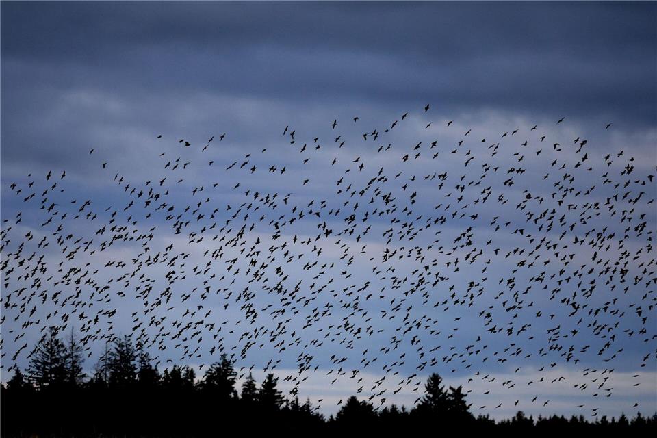 Die Stare sind bereits aus dem Süden zurück und lassen sich in geselligen Trupps blicken. (Archivbild)Karl-Josef Hildenbrand/dpa