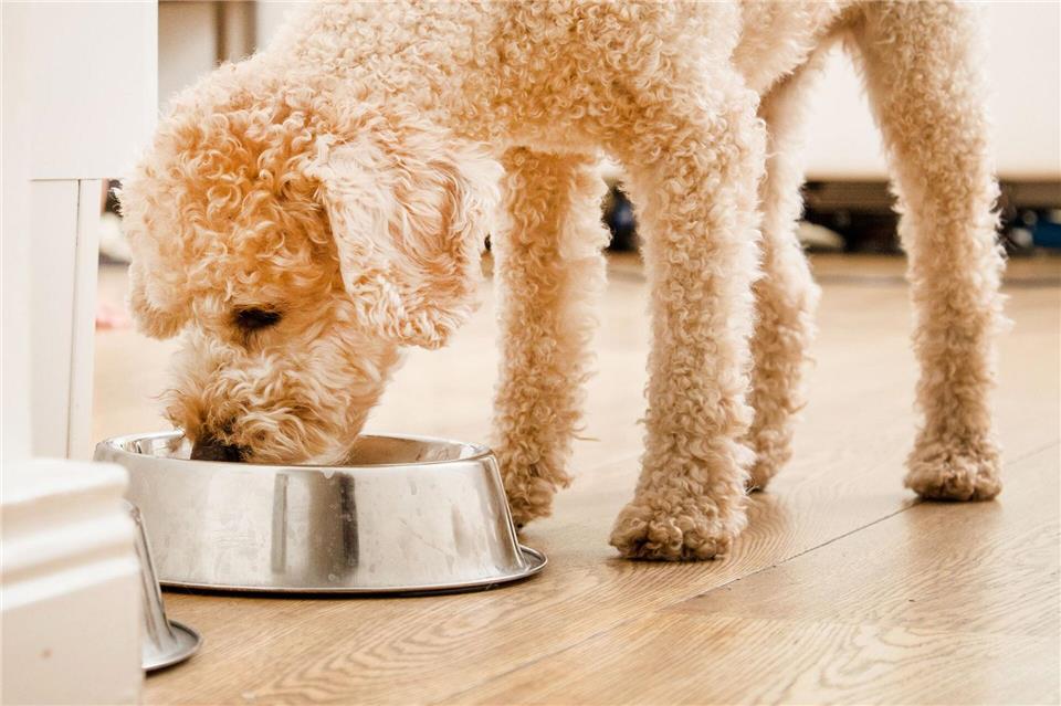 Die Stiftung Warentest hat 24 Trockenfutter für Hunde getestet.Christin Klose/dpa-tmn