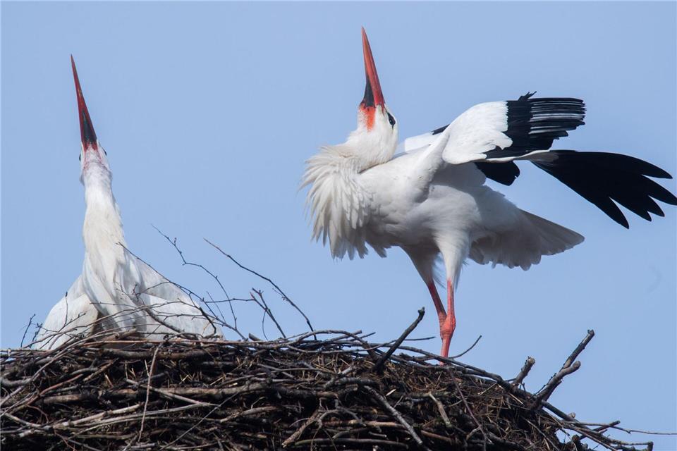 Die Störche Fridolin und Mai haben auch in diesem Jahr Nachwuchs bekommen. (Archivbild)Julian Stratenschulte/dpa