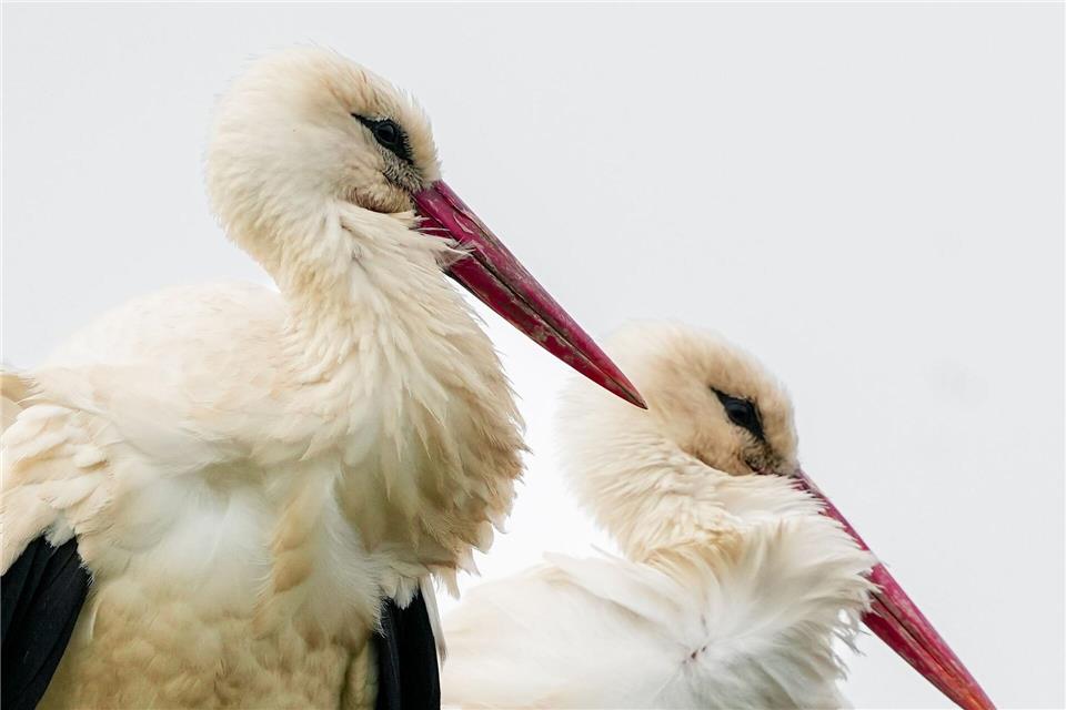 Die Störche in Linum sind für viele Besucher ein Highlight. (Archivbild)Soeren Stache/dpa