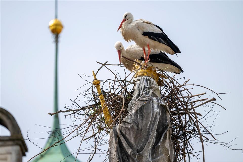 Die Störche wollen auf dem Haupt der Mutter Gottes ihr Nest bauen.Peter Kneffel/dpa