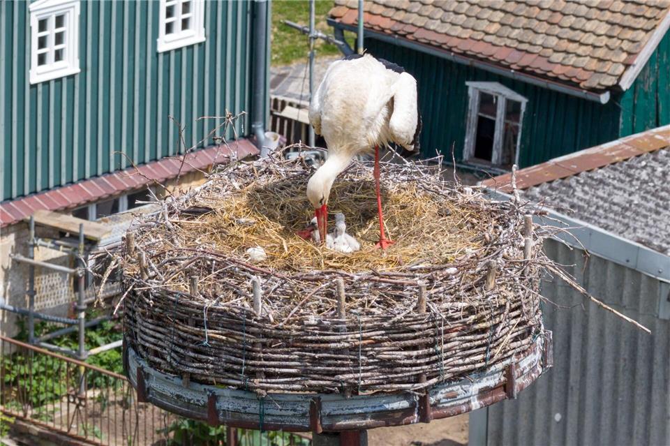 Die Storcheneltern ziehen ihren Nachwuchs im Nest groß.Sebastian Kahnert/dpa