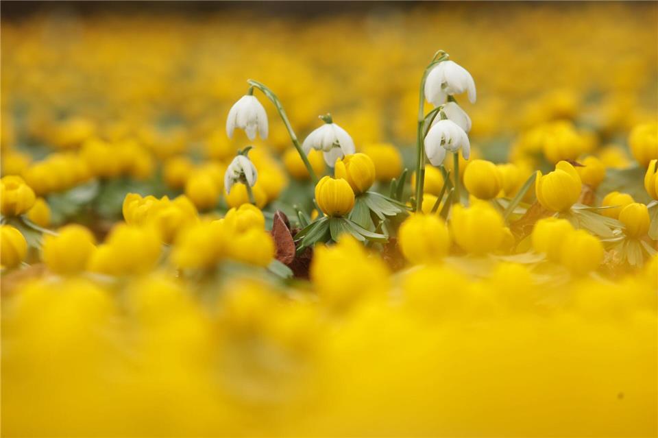 Die Sträucher können mit winterblühenden Stauden und frühen Zwiebelblumen wie Schneeglöckchen oder Winterlingen unterpflanzt werden.picture alliance/dpa/dpa-Zentralbild