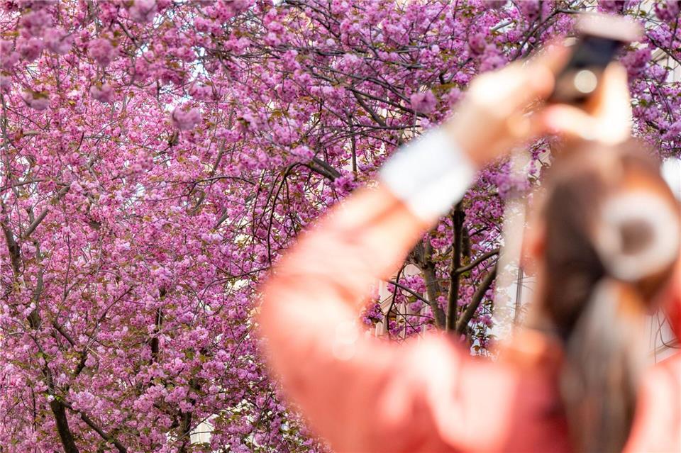 Die Straßen in der Altstadt sind an den Wochenenden für den Autoverkehr gesperrt.Benjamin Westhoff/dpa