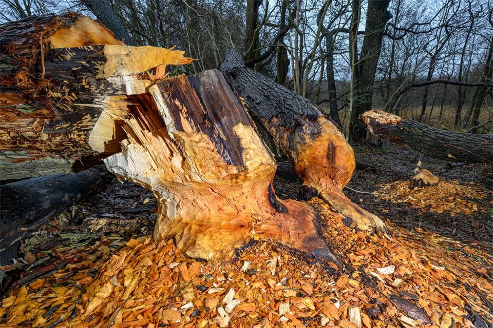 Die Straßensperrung bei Gösingen hatte wohl eine tierische Ursache. (Symbolbild)Patrick Pleul/dpa