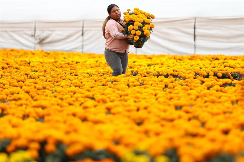 Die Studentenblumen werden auch verwendet, um Gräber und Altäre in den Häusern zu dekorieren. Francisco Canedo/XinHua/dpa