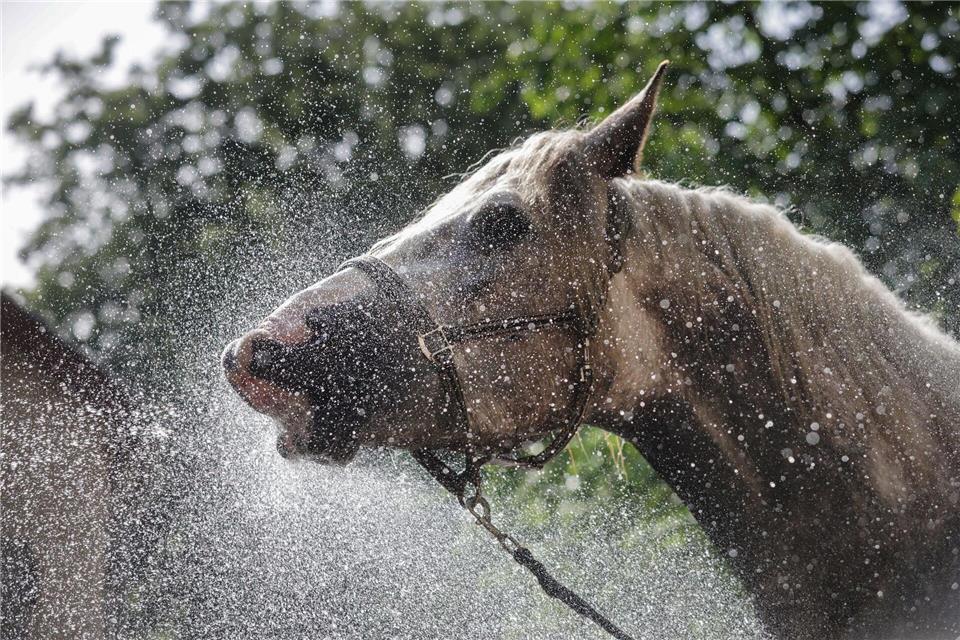 Die Stute Rosalie trinkt und erfrischt sich bei 27 Grad mit einem Wasserstrahl aus einem Gartenschlauch in Langenenslingen.Thomas Warnack/dpa