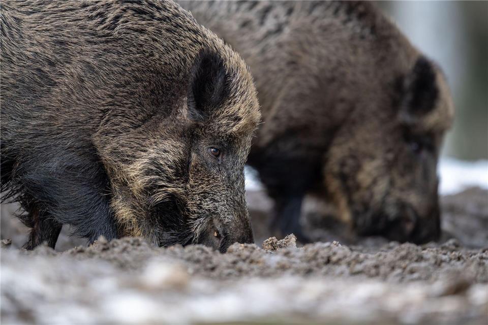 Die Suche nach toten Wildschweinen wird im Landkreis Uckermark verstärkt. (Symbolbild)Lino Mirgeler/dpa