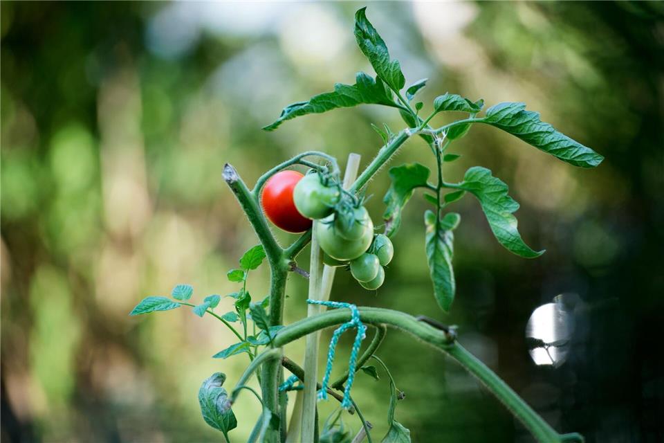 Die TU verschenkt 1.800 Tomatenpflanzen. (Symbolbild)picture alliance / Arno Burgi/dpa-Zentralbild/dpa