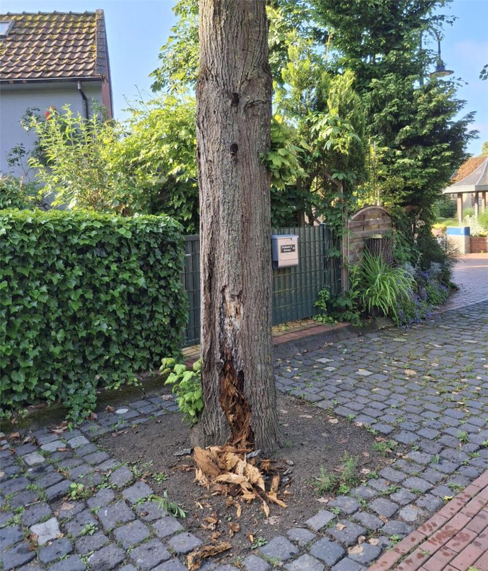 Die Tage der Linde in Gemen sind gezählt. Schon bald wird der Baum nicht mehr hier stehen.