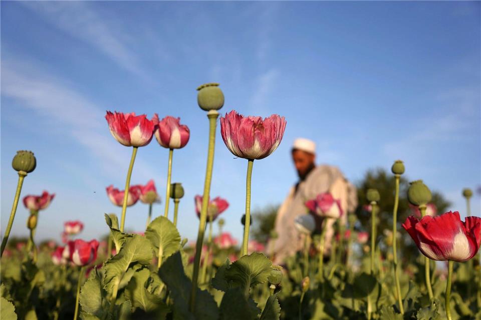 Die Taliban verboten 2022 den Anbau von Mohn. (Symbolbild)Rahmat Gul/AP/dpa