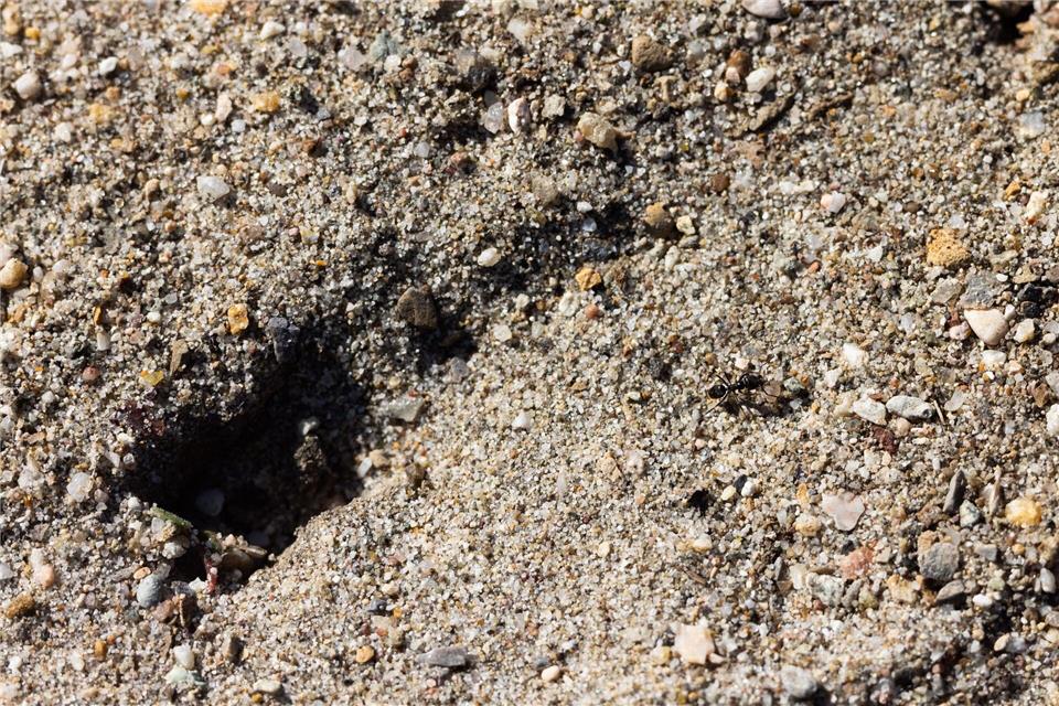 Die „Tapinoma magnum“ kommt in Friedhöfen, Gärten, Parks oder Parkplätzen vor. Sie nistet gerne in der Nähe von Mauern, unter Platten und Pflastersteinen, aber auch im offenen Boden. Die Nester liegen unterirdisch. (Archivbild)Philipp von Ditfurth/dpa